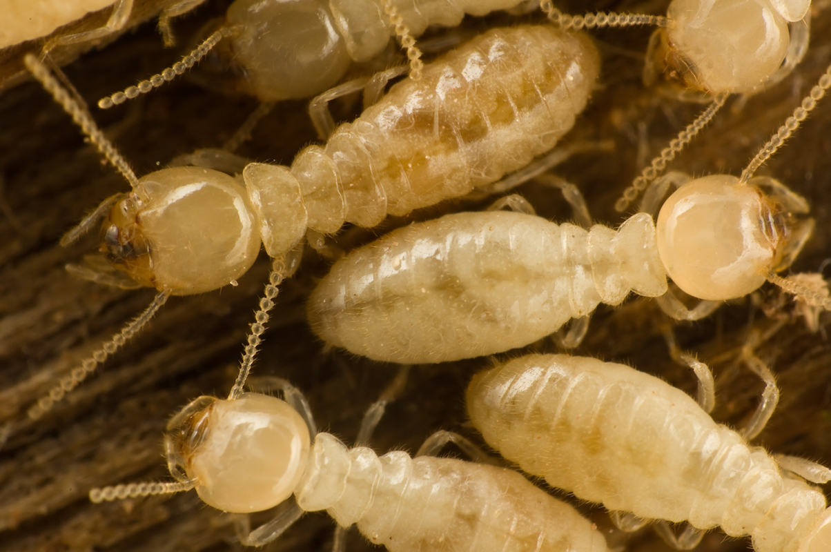 Group of adult termites