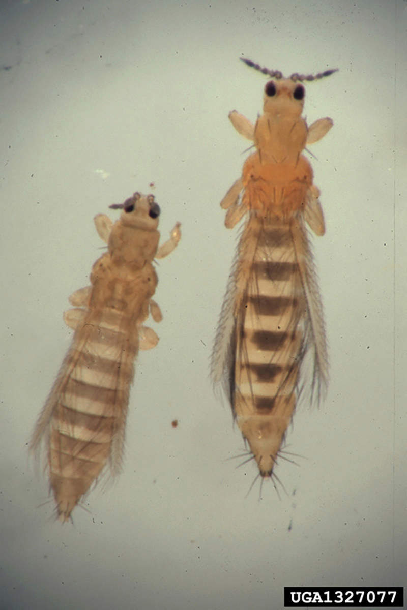 2 adult onion thrips