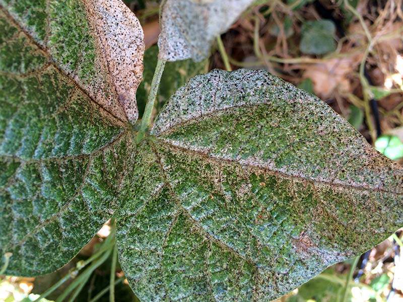 damage on a pole bean leaf from thrips
