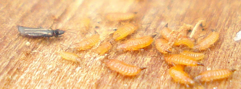 adult and young thrips