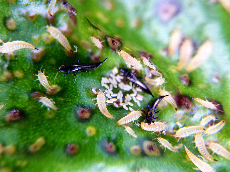 different stages of a thrips life