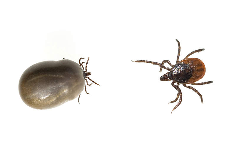 Comparing engorged tick and normal sized tick