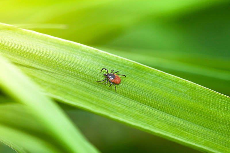 adult tick on grass blade
