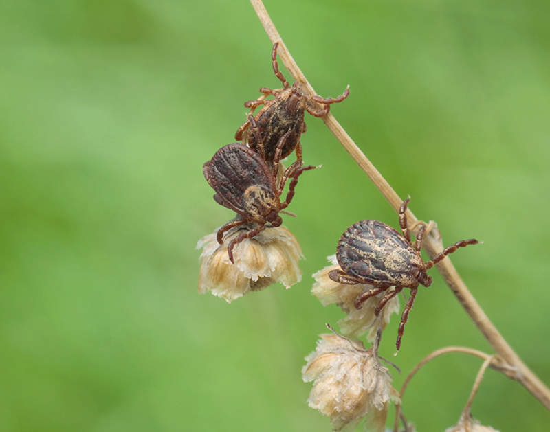 Ticks on grass waiting for a victim