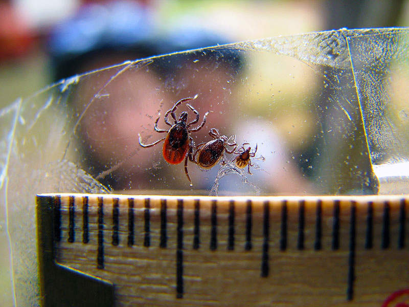 ticks measured on a ruler