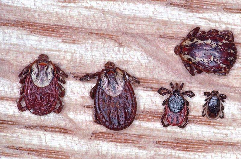 Wood ticks and deer ticks