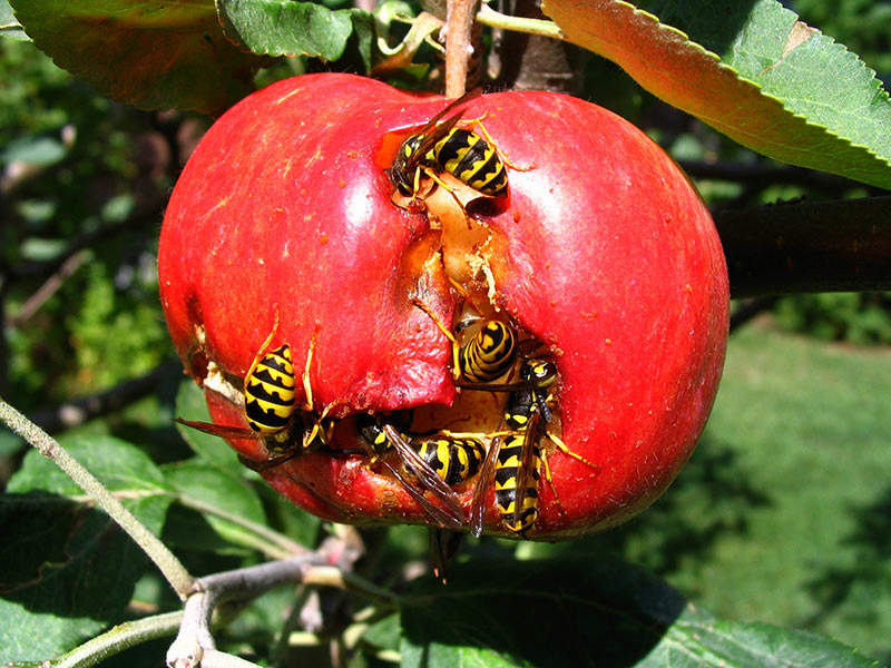 Wasps feeding on a fruit