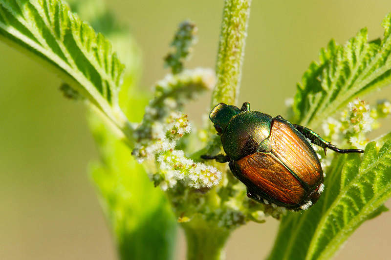 Japanese beetle on a plant