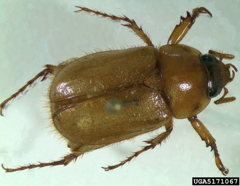 Adult masked chafer