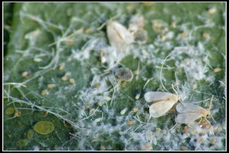 Different stages of a whitefly