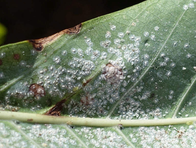 Whitefly and it's pupae on a leaf