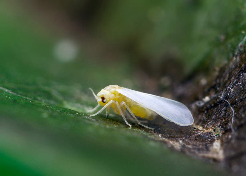 Closeup image of a Whitefly