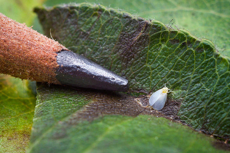 Whitefly compared to a pencil point