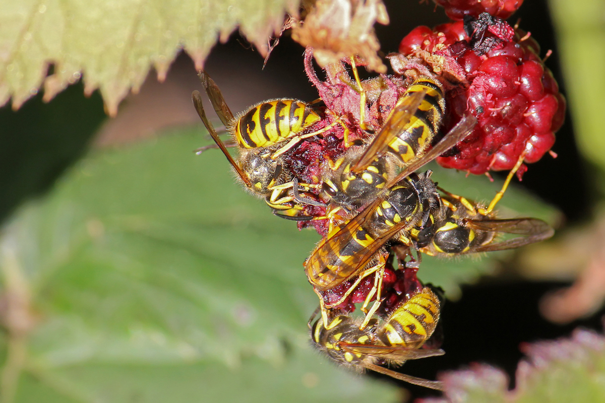 Group of yellow jackets on a leaf.