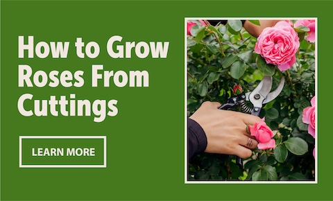 Homepage_ArticleFeature_480x290