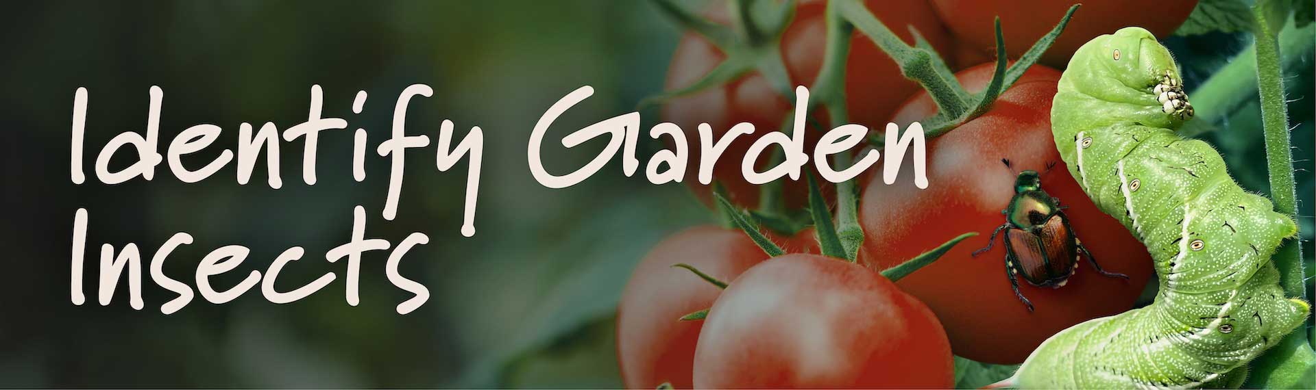 Identify Garden Insects | GardenTech®