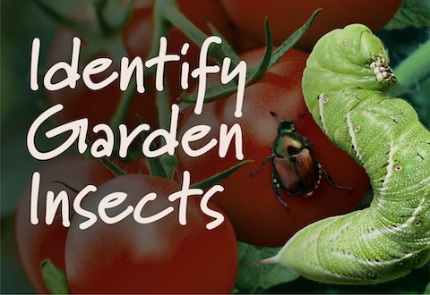 Identify Garden Insects | GardenTech®