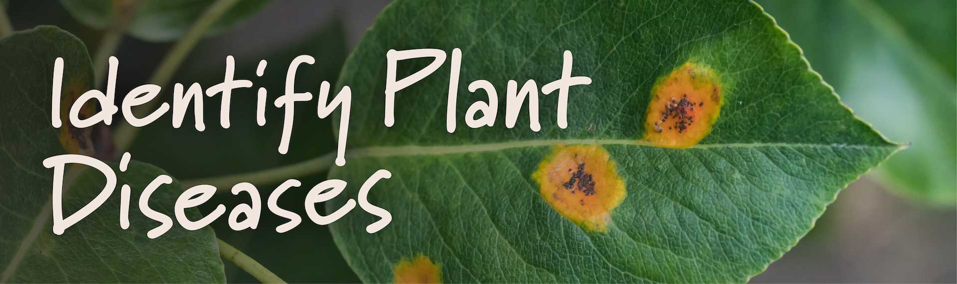 Identifying Plant Diseases | GardenTech®