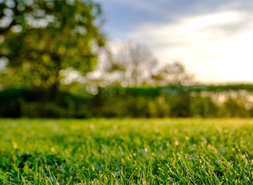 LawnPestSolutions_Button_500x365