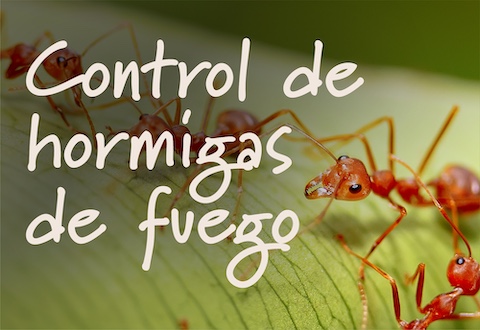 Fire Ant Control