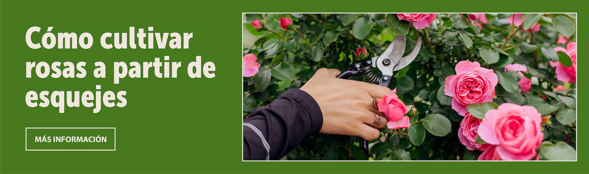 Homepage_ArticleFeature