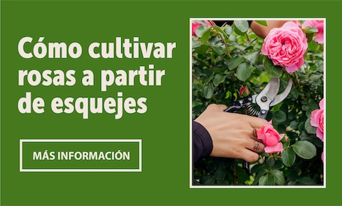 Homepage_ArticleFeature