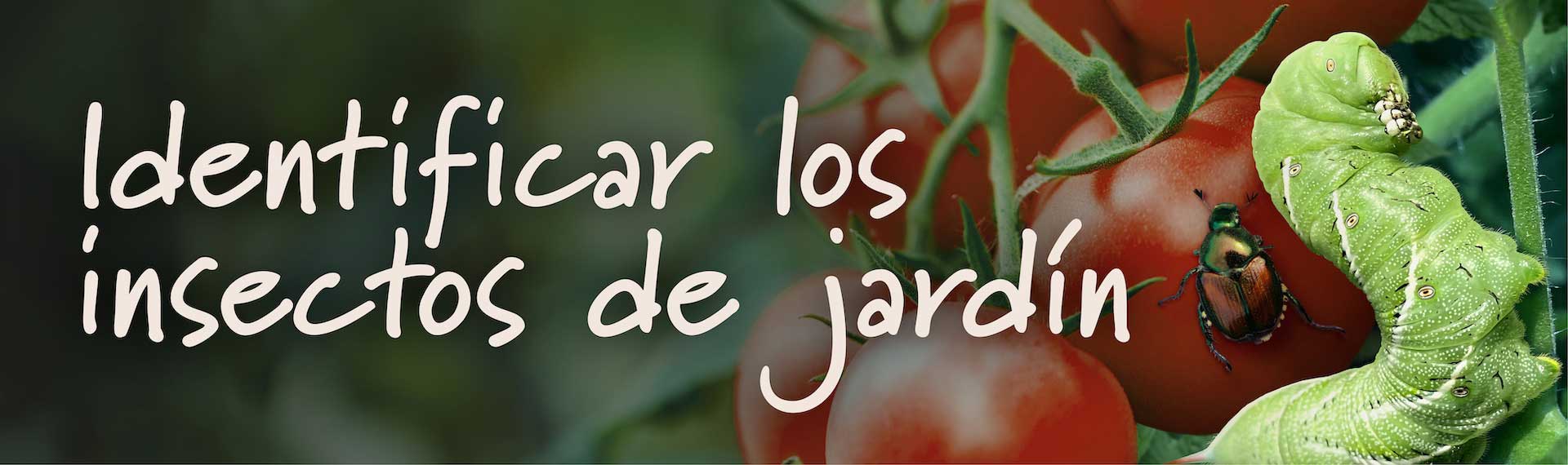 IdentifyGardenInsects_Header