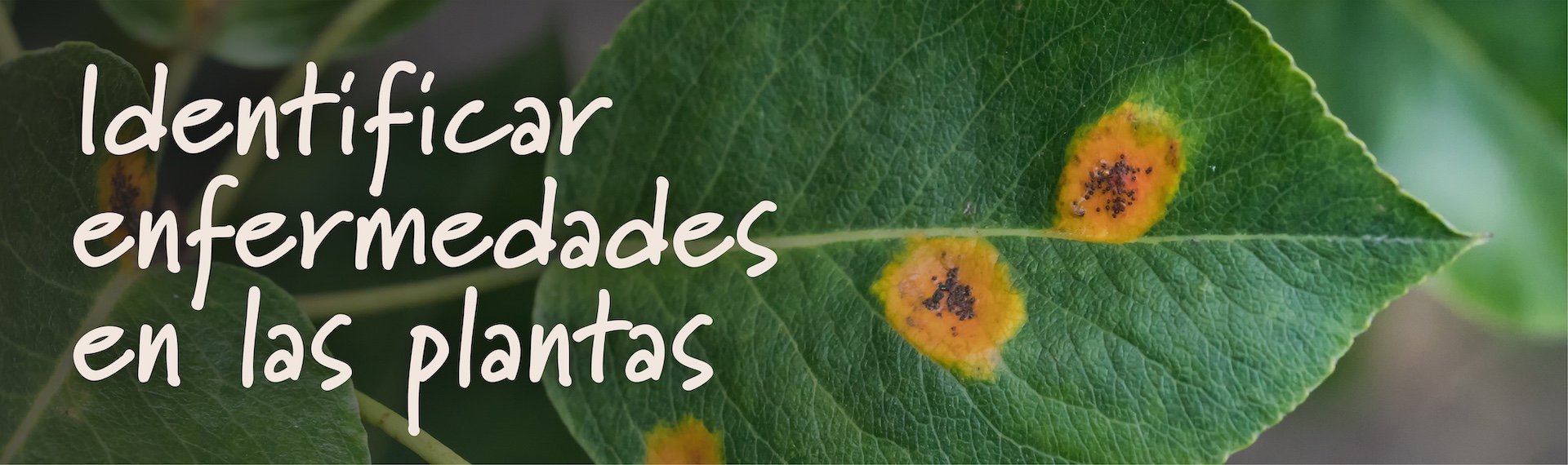 IdentifyPlantDiseases_Header