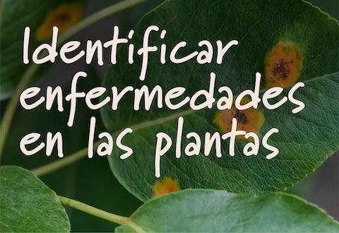 IdentifyPlantDiseases_Header