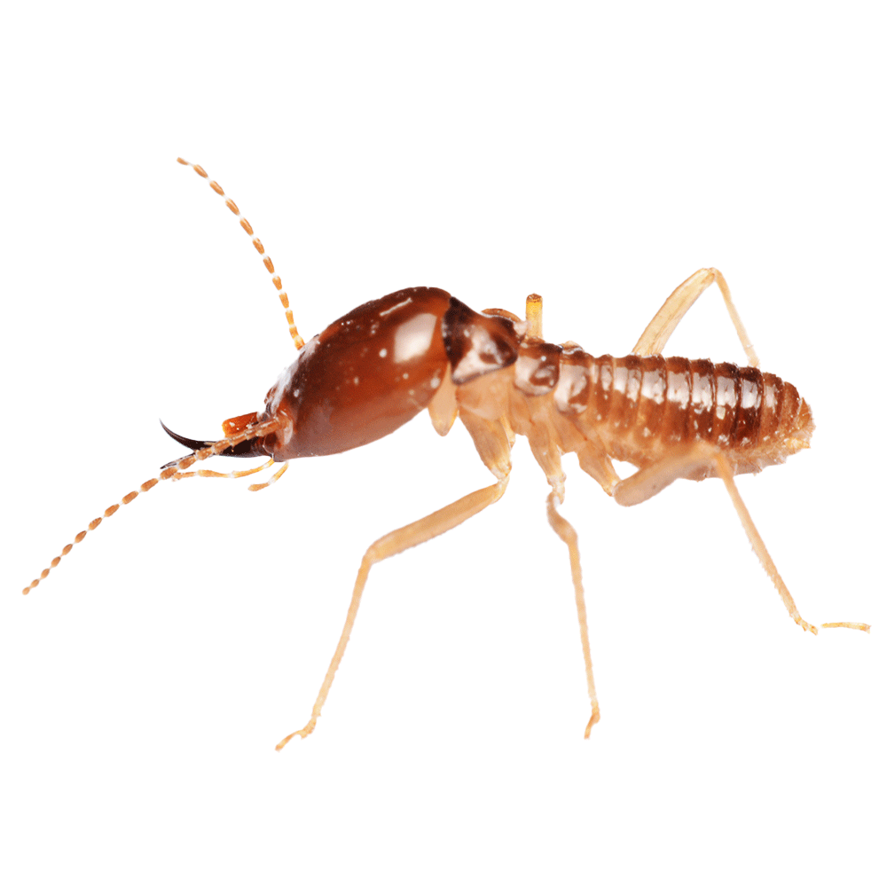 Identify and Control Termites, image size:1000x1000
